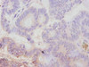 Avpr1a Antibody PACO33632