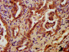 PRKCH Antibody PACO33648