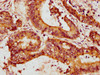 Mmp13 Antibody PACO33844