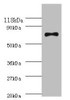 recQ Antibody PACO33884