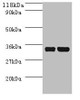 dcyD Antibody PACO33888