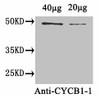 CYCB1-1 Antibody PACO34482