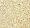 COL6A6 Antibody PACO35022