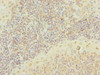 SCRG1 Antibody PACO35186