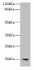 luxS Antibody PACO35202