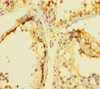 INCA1 Antibody PACO35230
