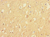 RAB40B Antibody PACO35438