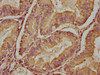 PDE6H Antibody PACO35442