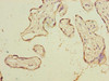 PSG3 Antibody PACO35478