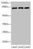 CPEB4 Antibody PACO35486