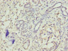 TRAM2 Antibody PACO35790