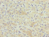 KCTD19 Antibody PACO35814
