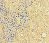 PRICKLE4 Antibody PACO35886