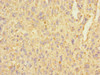 C3orf36 Antibody PACO35954