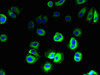 SLC36A3 Antibody PACO36022