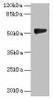 GTDC1 Antibody PACO36050