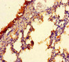 CFAP157 Antibody PACO36138
