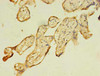 FNDC3B Antibody PACO36286