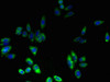 FNDC3B Antibody PACO36286