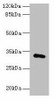 FAM78A Antibody PACO36302