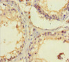 SPATA46 Antibody PACO36358
