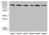 CATSPERE Antibody PACO36402