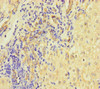 L1TD1 Antibody PACO36546