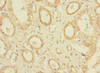 OLFML2A Antibody PACO36582