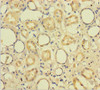 CXXC5 Antibody PACO36738
