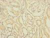 TTC33 Antibody PACO36842