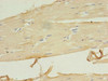 LRRN1 Antibody PACO36854