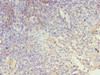 LRRN1 Antibody PACO36854