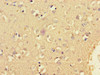 KCNIP4 Antibody PACO36894