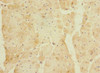 ETFRF1 Antibody PACO36946