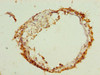 ARMCX2 Antibody PACO36998