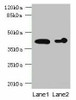 ASPHD2 Antibody PACO37058