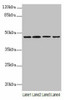 NAPEPLD Antibody PACO37130