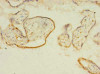 ITIH5 Antibody PACO37238