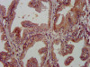 AMIGO2 Antibody PACO37286