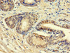 HSD11B1L Antibody PACO37334