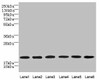 SPATA19 Antibody PACO37338