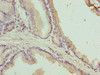 C17orf64 Antibody PACO37370