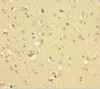 COMMD6 Antibody PACO37382