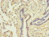 DDX42 Antibody PACO37422