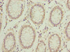 COMMD2 Antibody PACO37474