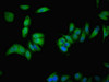 VMO1 Antibody PACO37502