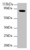Wdpcp Antibody PACO37586