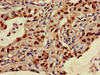 SLC35F2 Antibody PACO37622