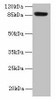 PASD1 Antibody PACO37834