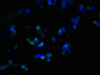ZDHHC23 Antibody PACO37898